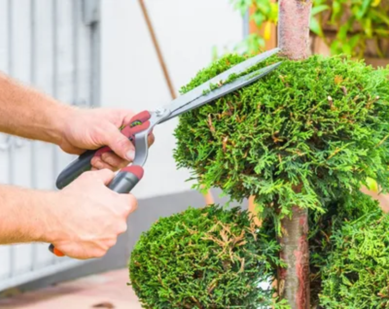 Tree Trimming vs. Tree Removal: Which One Does Your Garden Need?
