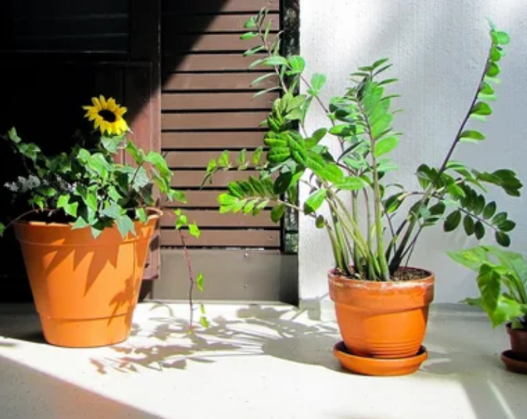 The Best Plants for a Beautiful, Year-Round Garden