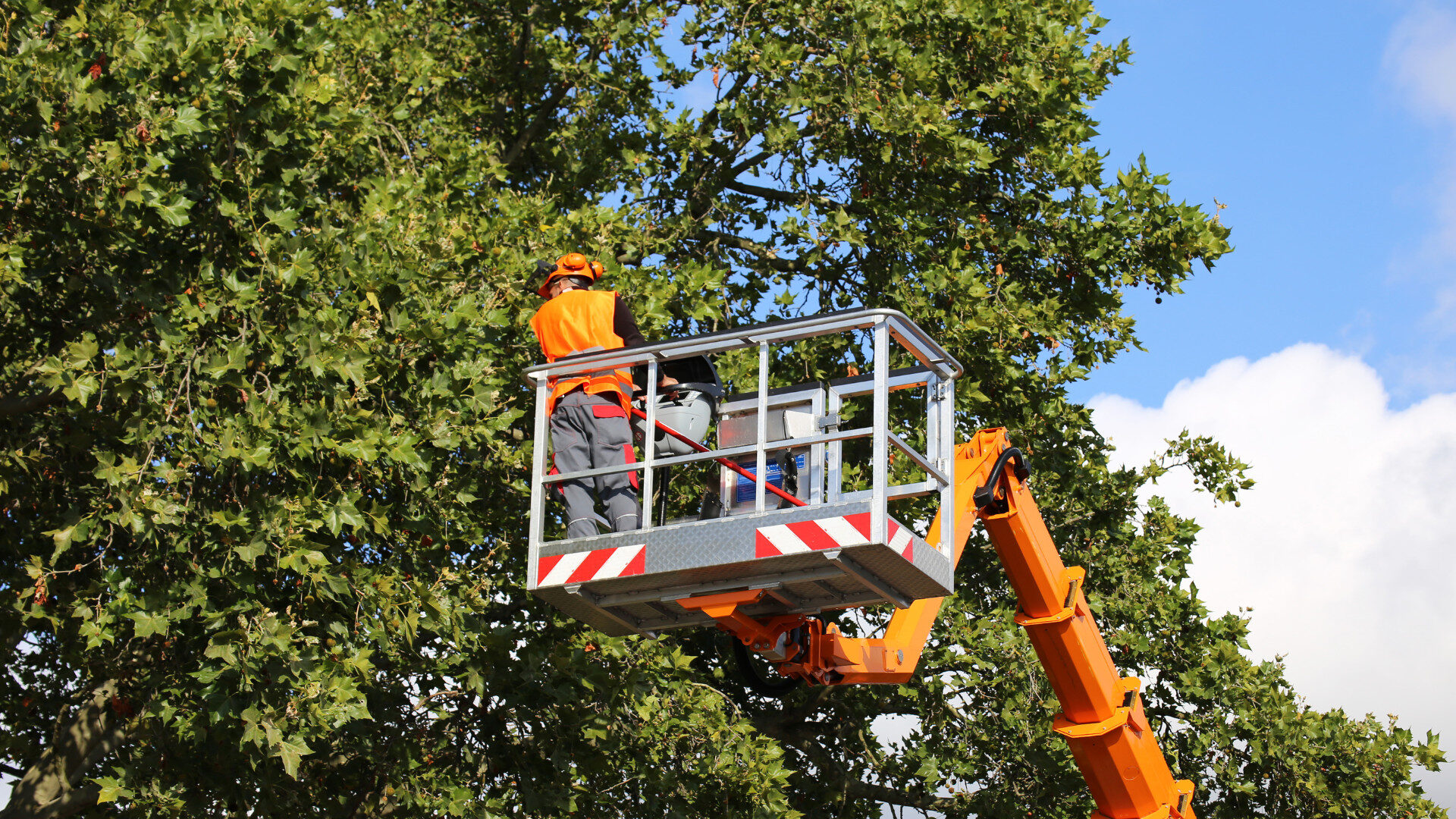 Palm tree cleaning and frond removal in Dubai