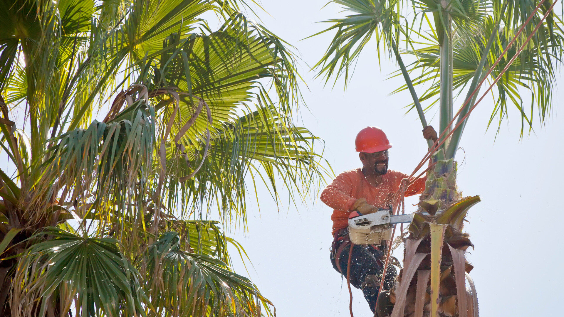Tree trimming service completed in a Dubai villa garden