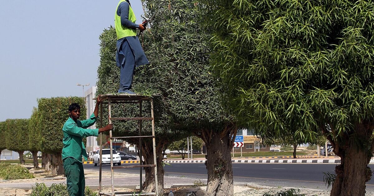 Before and after tree removal comparison in a Dubai villa garden